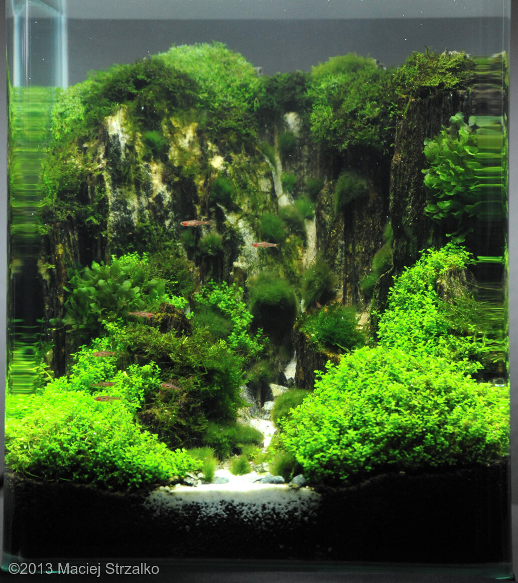 AGA 2013 Aquascaping Contest: #600