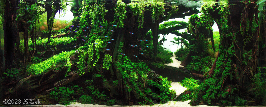 Aga Aquascaping Contest