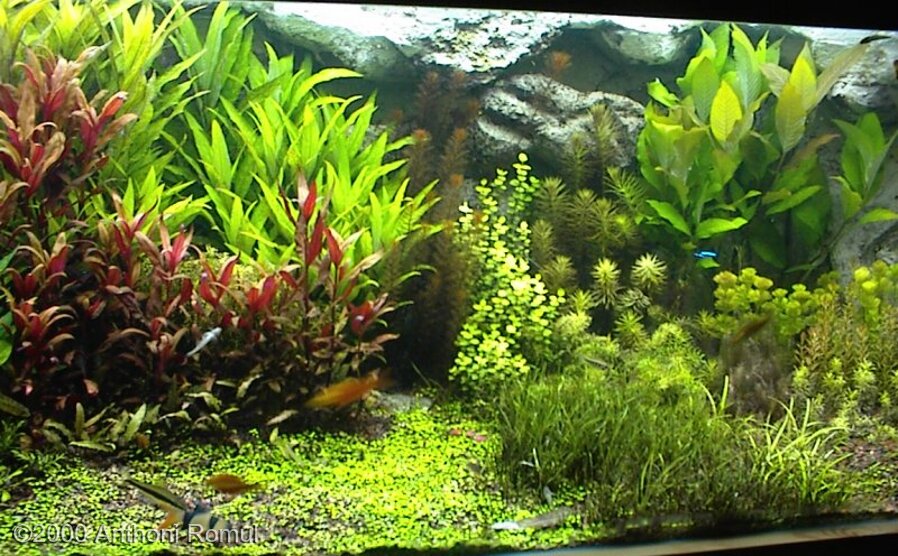 AGA 2000 Aquascaping Contest: #59