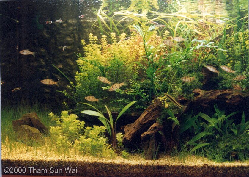 AGA 2000 Aquascaping Contest: #72