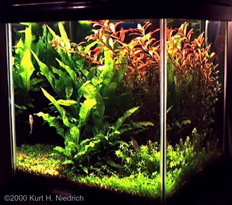 AGA 2000 Aquascaping Contest: #94