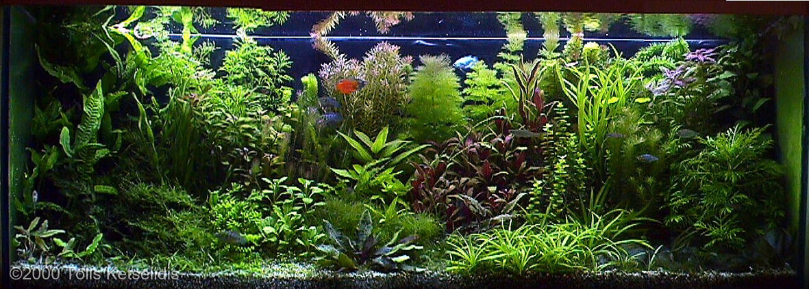 AGA 2000 Aquascaping Contest: #32