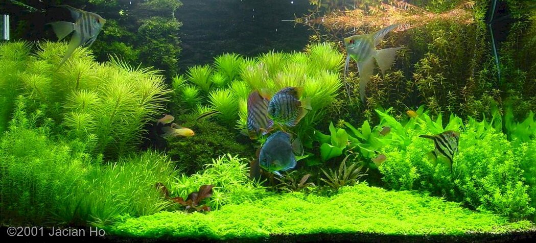 AGA 2001 Aquascaping Contest: #61