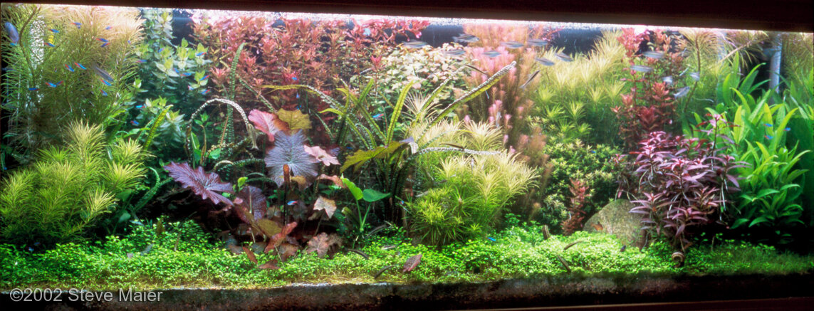 AGA 2002 Aquascaping Contest: #66