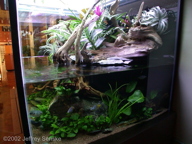 AGA 2002 Aquascaping Contest: #102