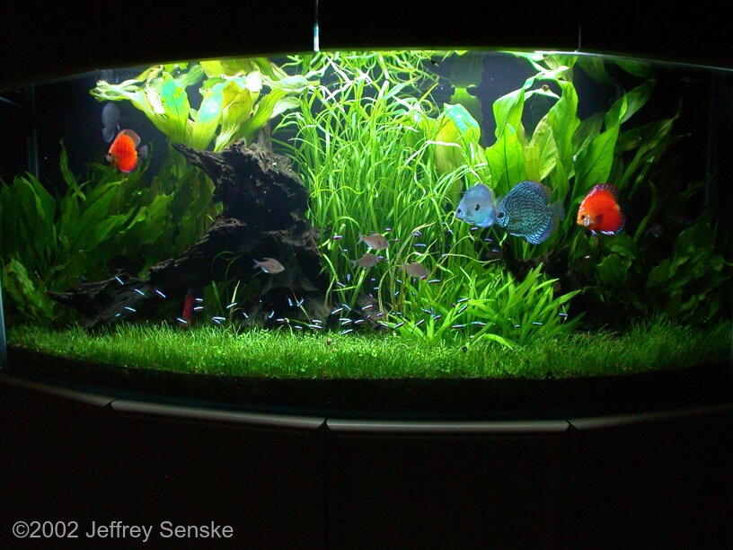 AGA 2002 Aquascaping Contest: #104