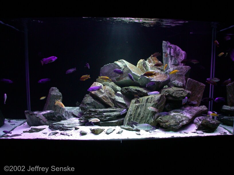 AGA 2002 Aquascaping Contest: #105