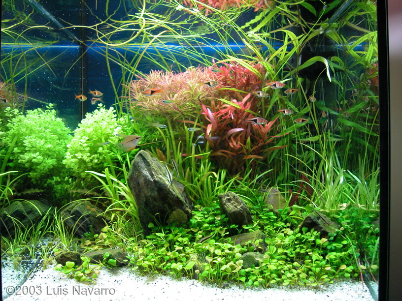 AGA 2003 Aquascaping Contest: #81