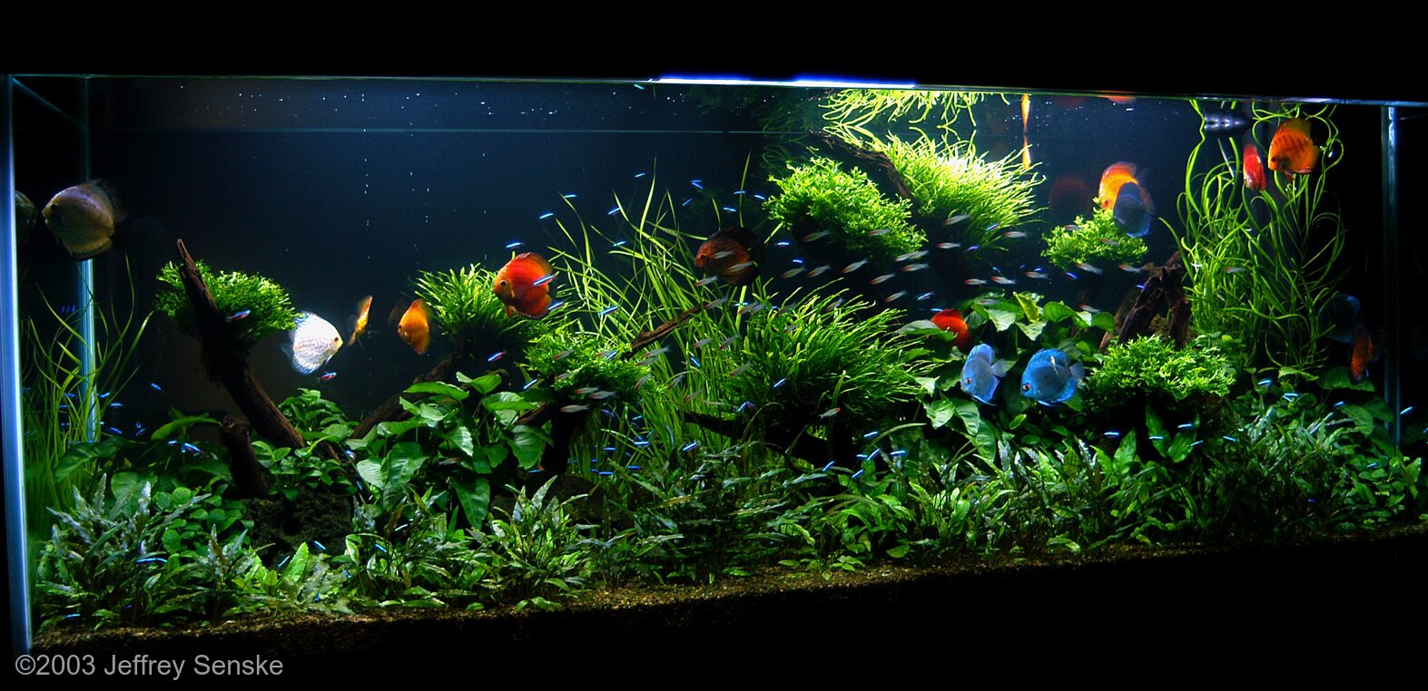 New background. Vote which is better, black or white?, Aquarium  Aquascaping Forum