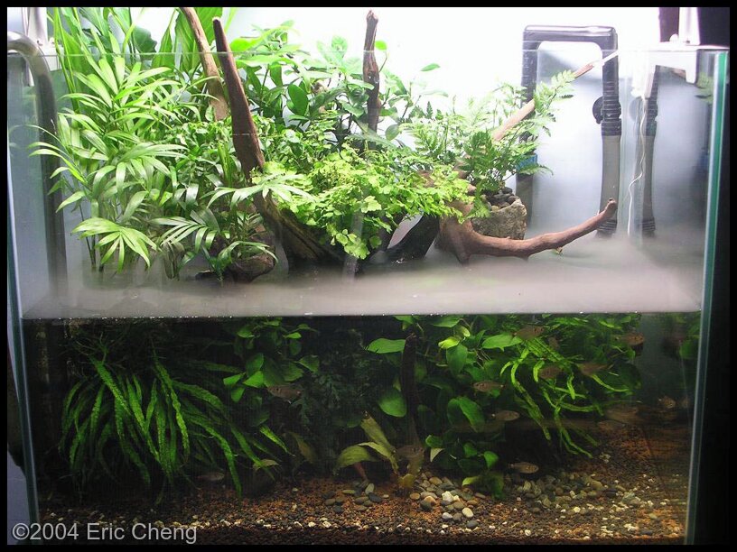 50-gallon Planted Riparium  Indoor water garden, Aquarium, Amazing  aquariums
