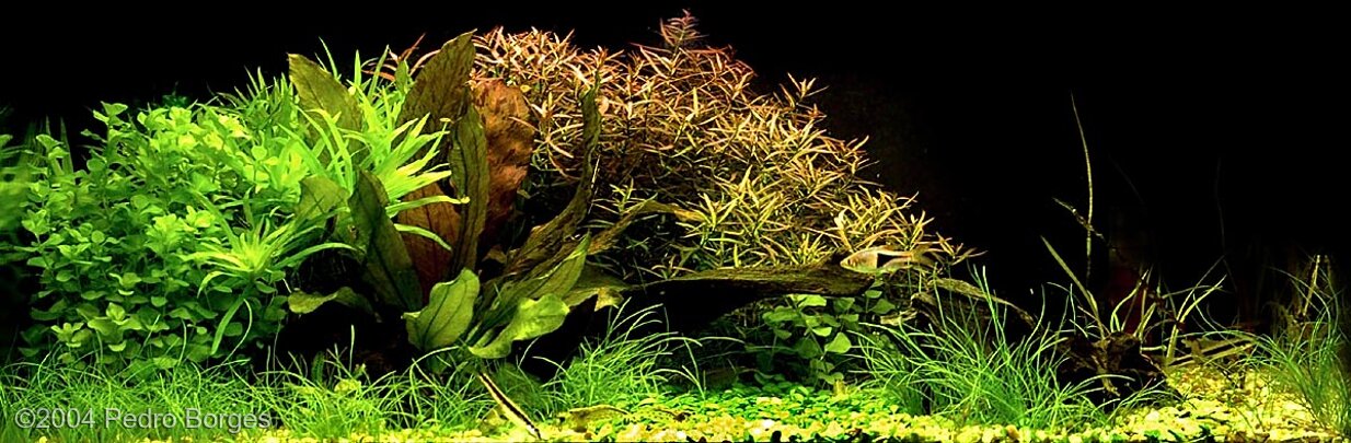 AGA 2004 Aquascaping Contest: #93