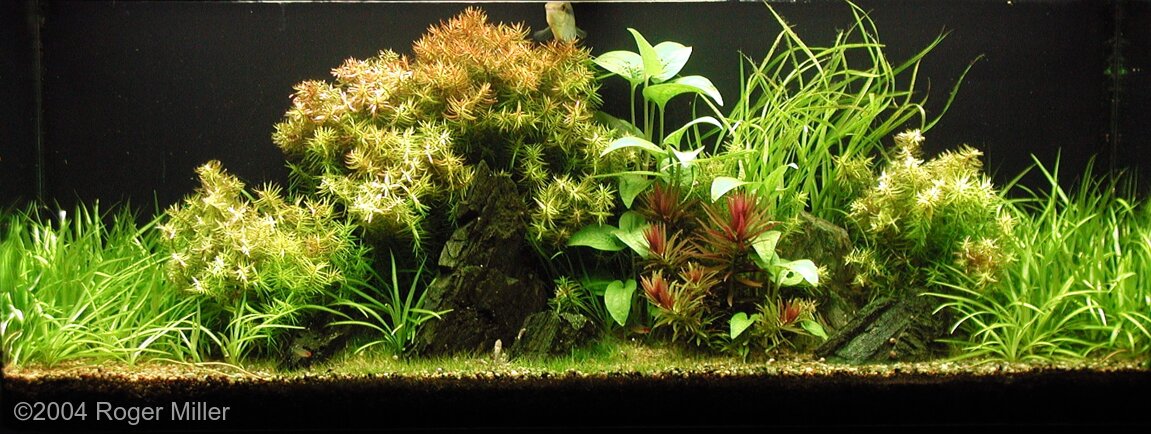 AGA 2004 Aquascaping Contest: #101