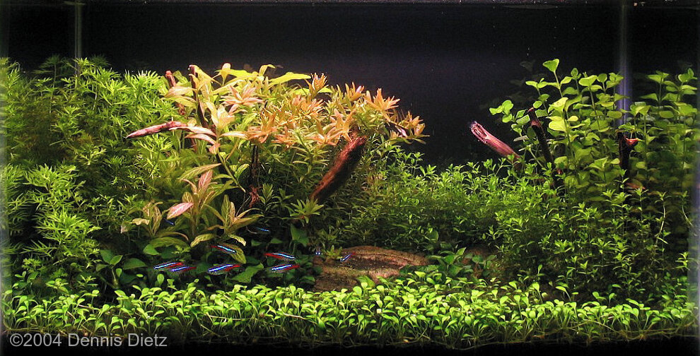 AGA 2004 Aquascaping Contest: #115