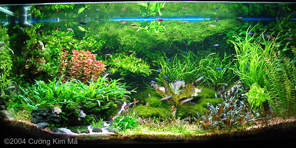 AGA 2004 Aquascaping Contest: #121