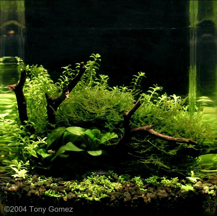 AGA 2004 Aquascaping Contest: #113