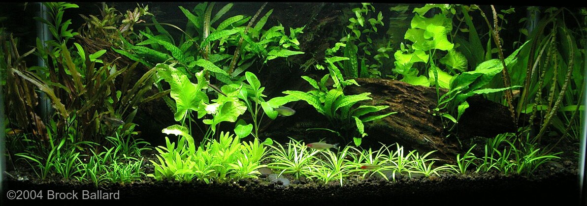 nuphar lutea aquarium