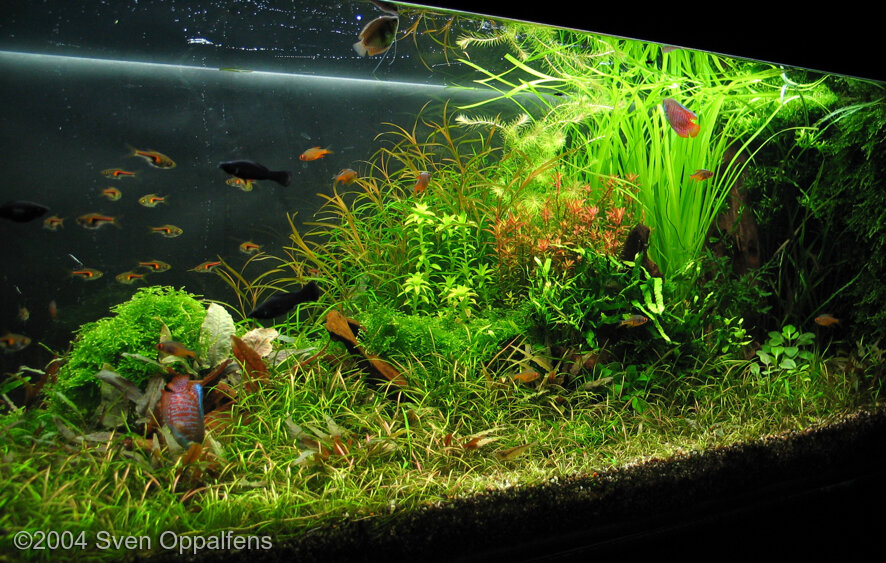 2015 AGA Aquascaping Contest - Entry #489  Aquascape, Aquarium fish tank,  Aquarium fish