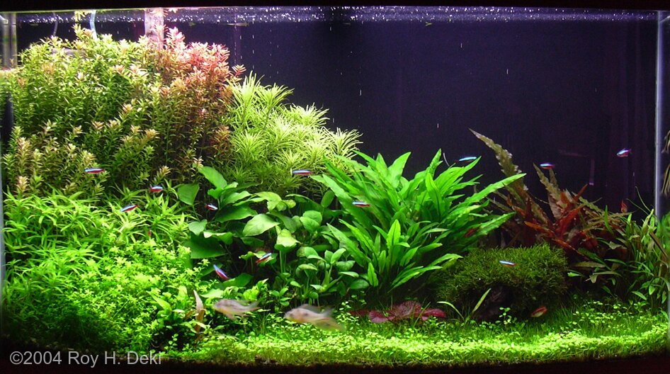 AGA 2004 Aquascaping Contest: #2