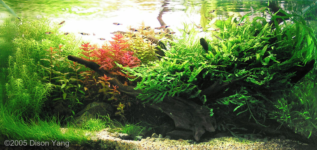 AGA 2005 Aquascaping Contest: #102