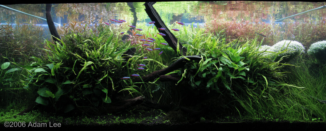 AGA 2006 Aquascaping Contest: #53