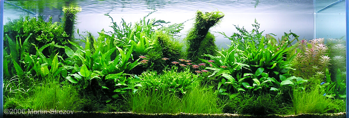 AGA 2006 Aquascaping Contest: #22