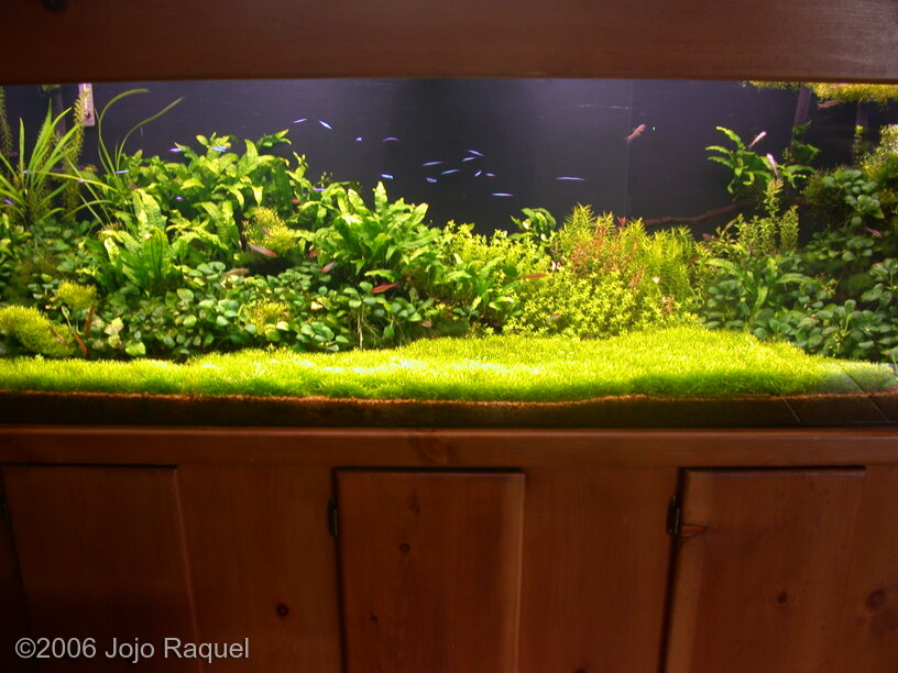 AGA 2006 Aquascaping Contest: #73