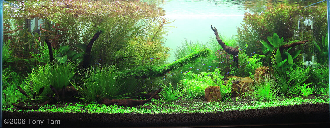 AGA 2006 Aquascaping Contest: #123