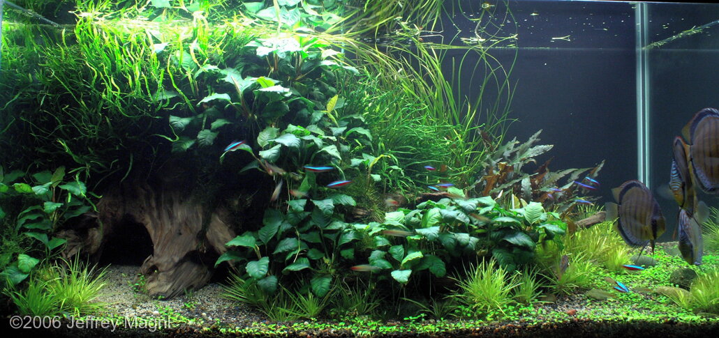 AGA 2006 Aquascaping Contest: #130