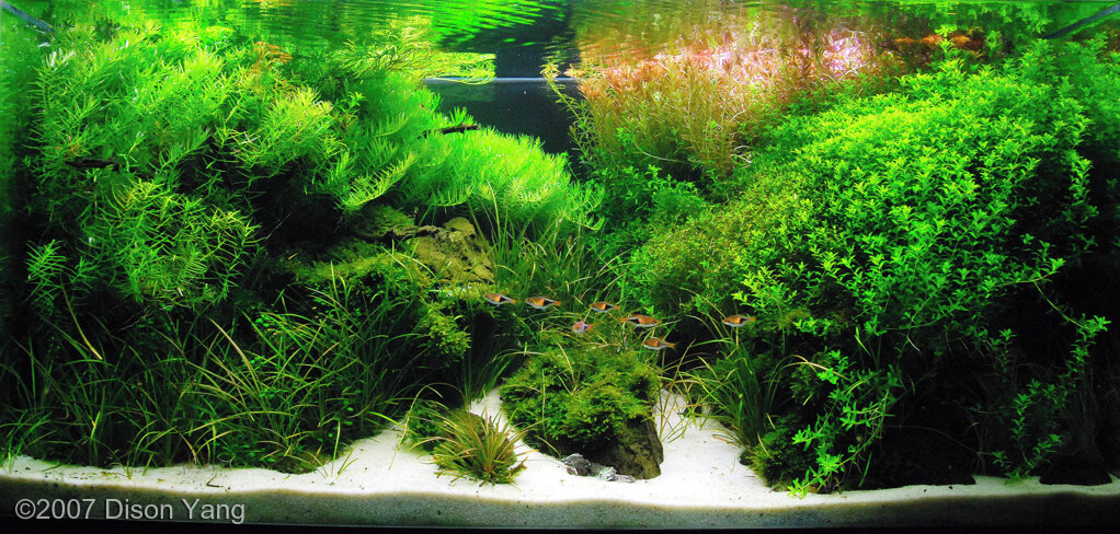 AGA 2007 Aquascaping Contest: #120