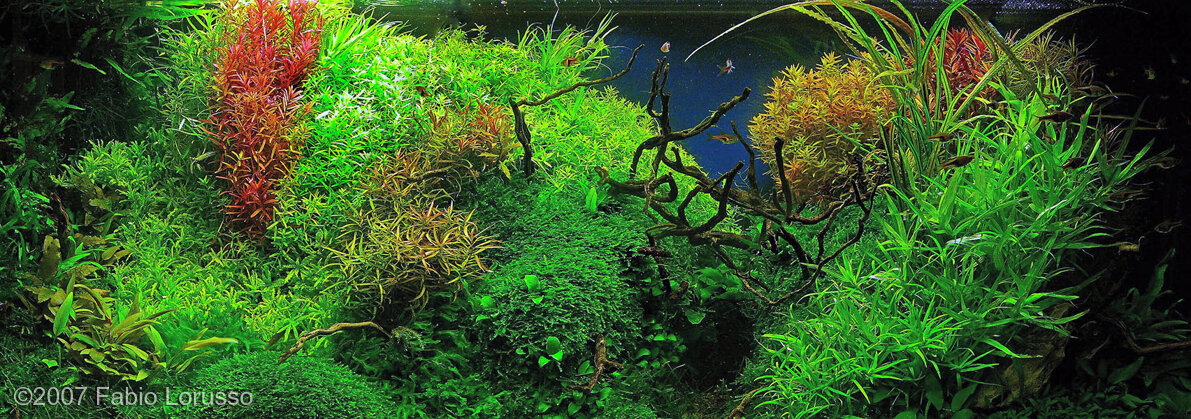 AGA 2007 Aquascaping Contest: #149