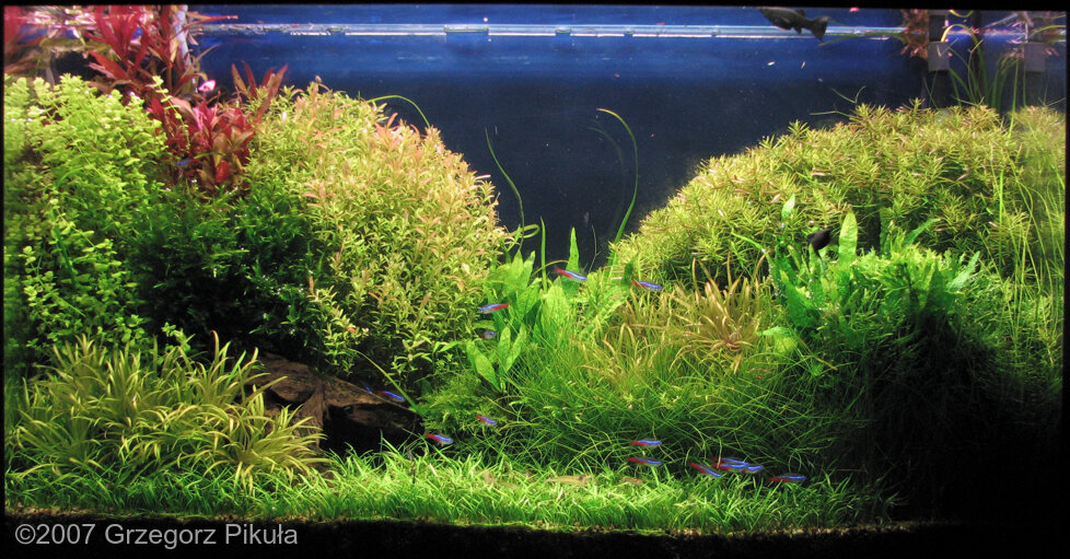 AGA 2007 Aquascaping Contest: #135