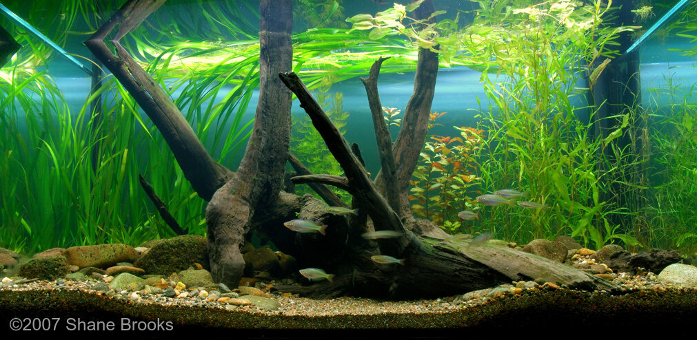 AGA 2007 Aquascaping Contest   53