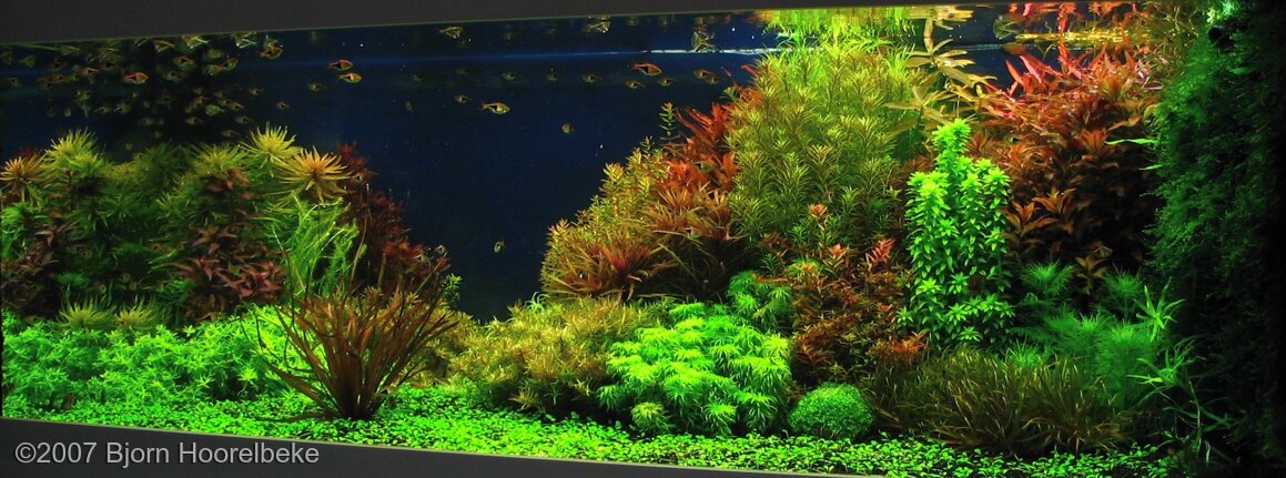 オテリア・ウルビフォリア | Ottelia ulvifolia | かぎけん花図鑑