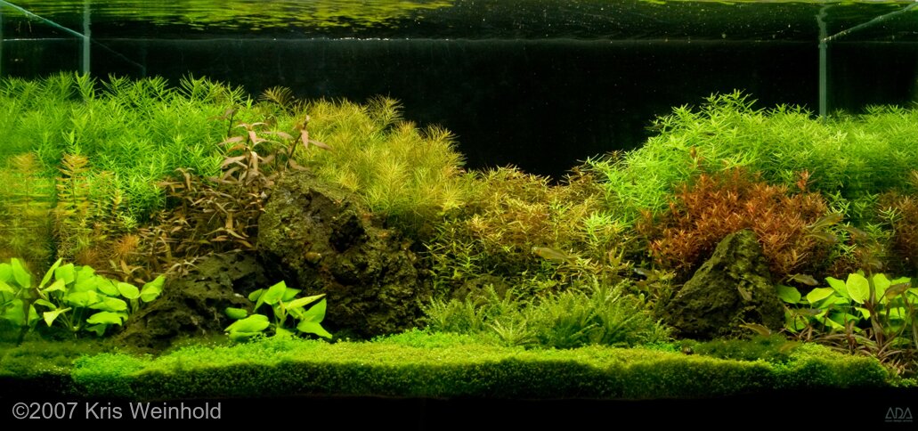 Aquatic Mosses Collections APF Aquascape Aquarium Plants Factory®