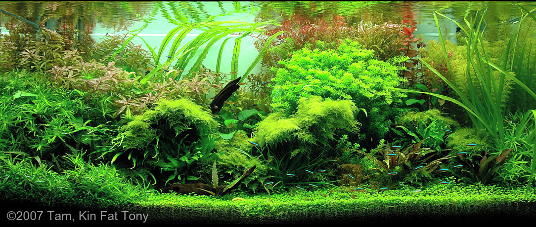 AGA 2007 Aquascaping Contest: #195