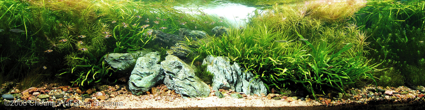 AGA 2008 Aquascaping Contest: #71