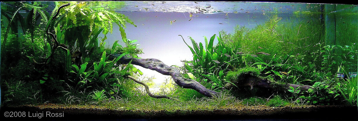 AGA 2008 Aquascaping Contest: #153