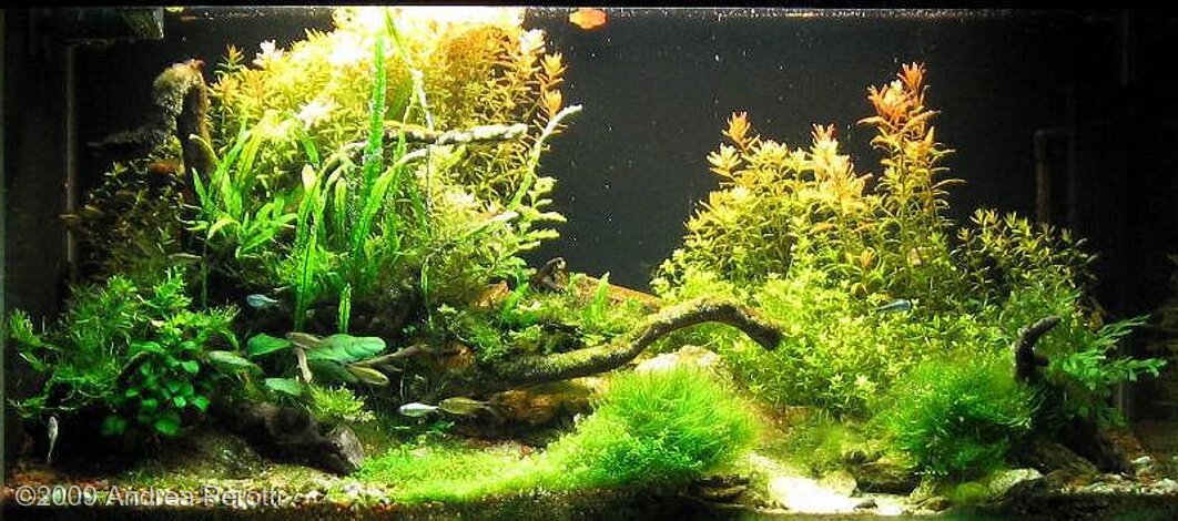 AGA 2009 Aquascaping Contest: #51