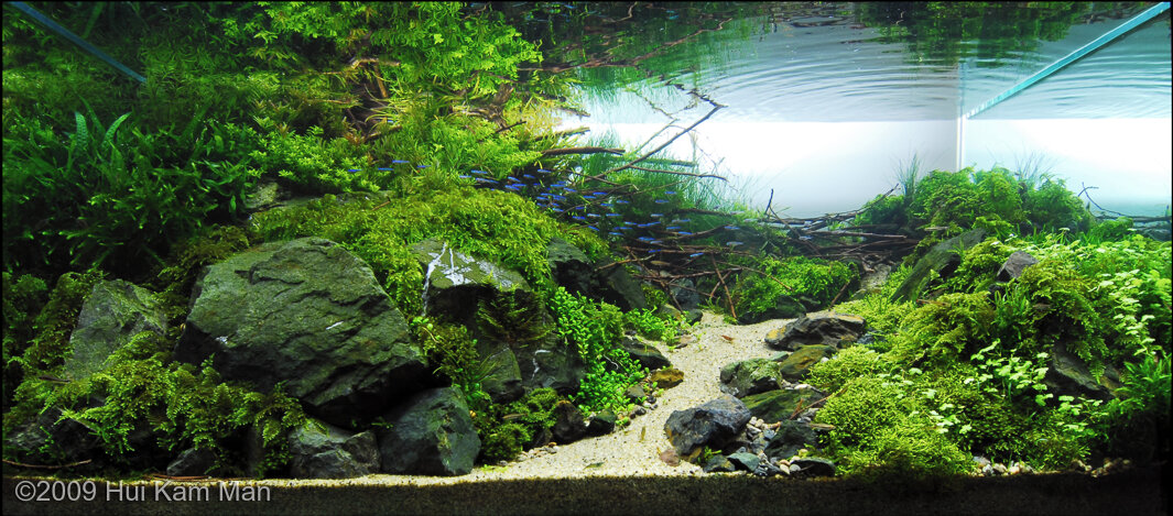 Iaplc Rank-375 | 2023 | The making of | Low budget Aquascape - YouTube