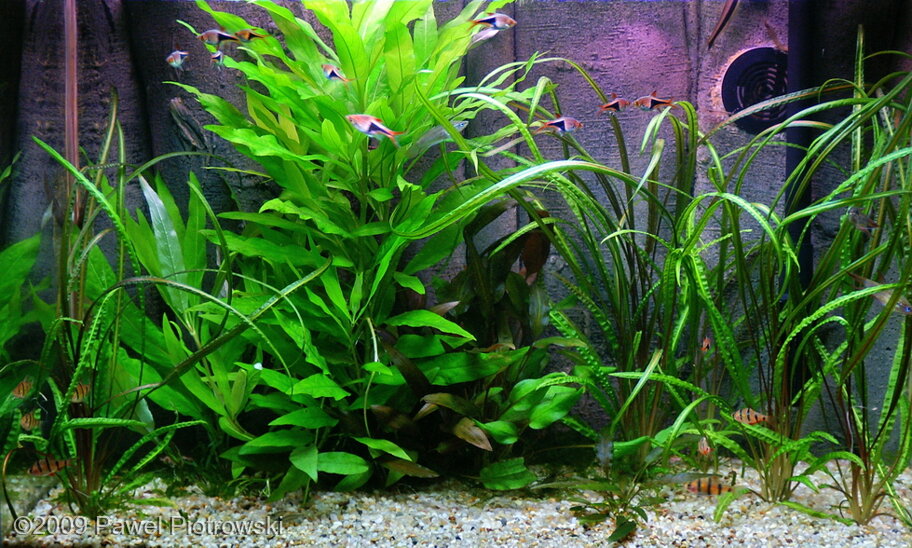 AGA 2009 Aquascaping Contest: #110