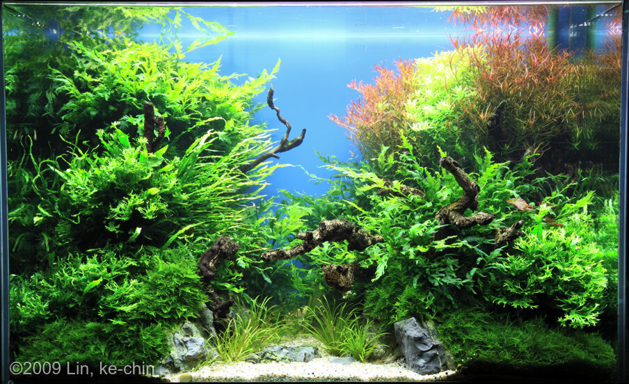 AGA 2009 Aquascaping Contest: #125