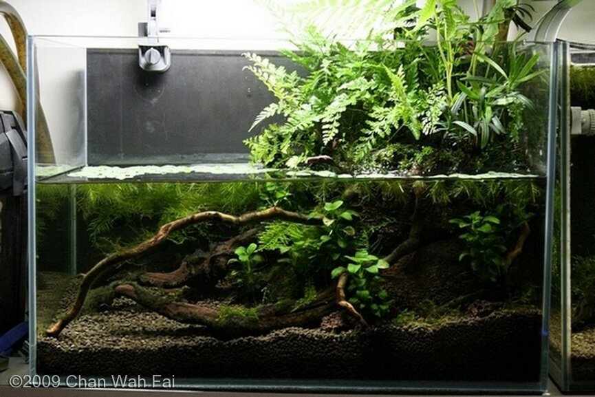 AGA 2009 Aquascaping Contest: #148