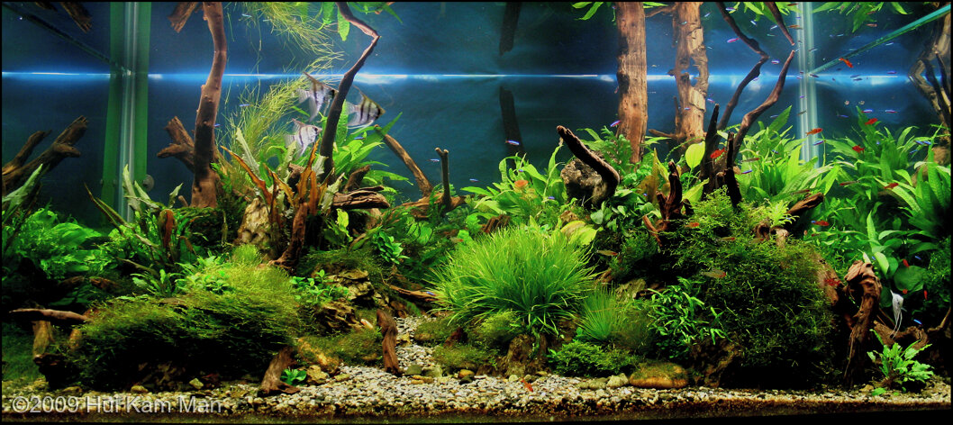 AGA 2009 Aquascaping Contest: #178