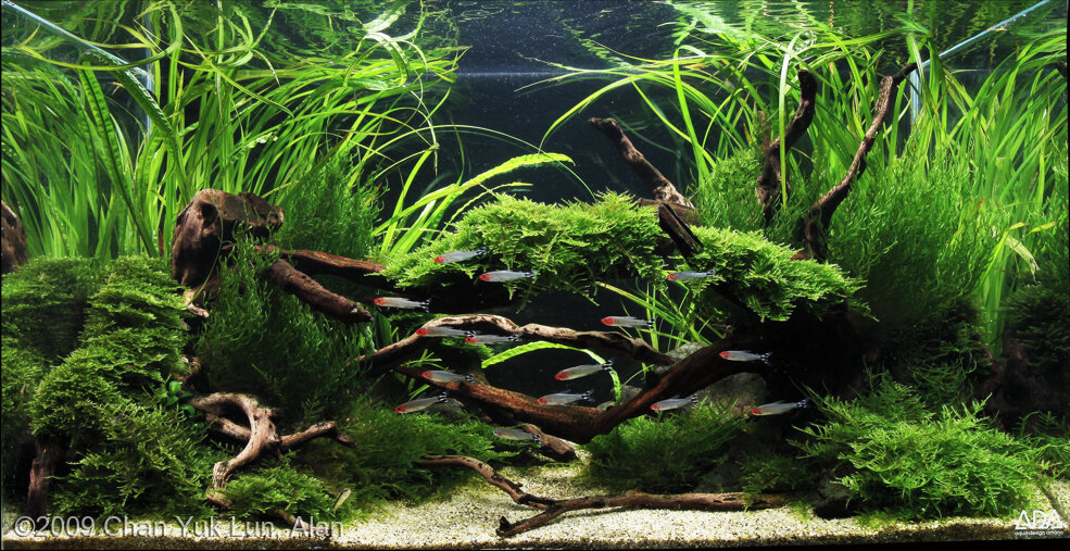 AGA 2009 Aquascaping Contest: #32