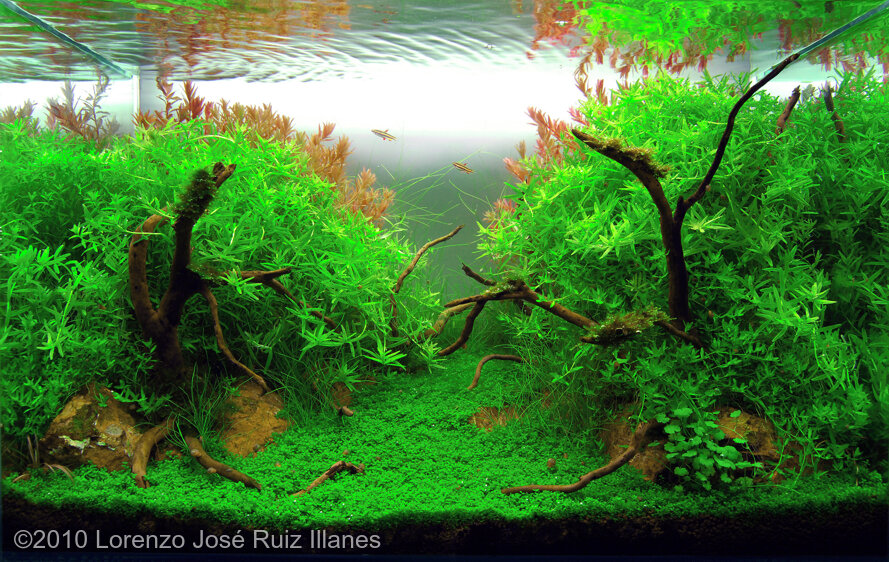 AGA 2010 Aquascaping Contest: #32