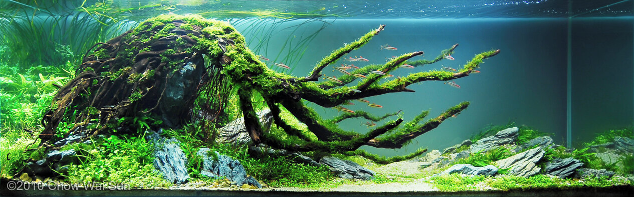aquascape net worth - Ilustrasi 3