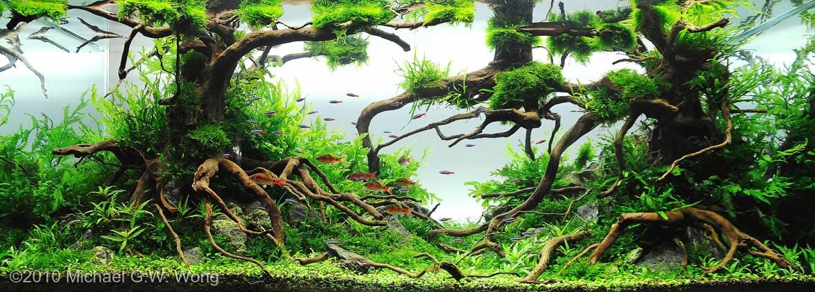 AGA 2010 Aquascaping Contest: #66