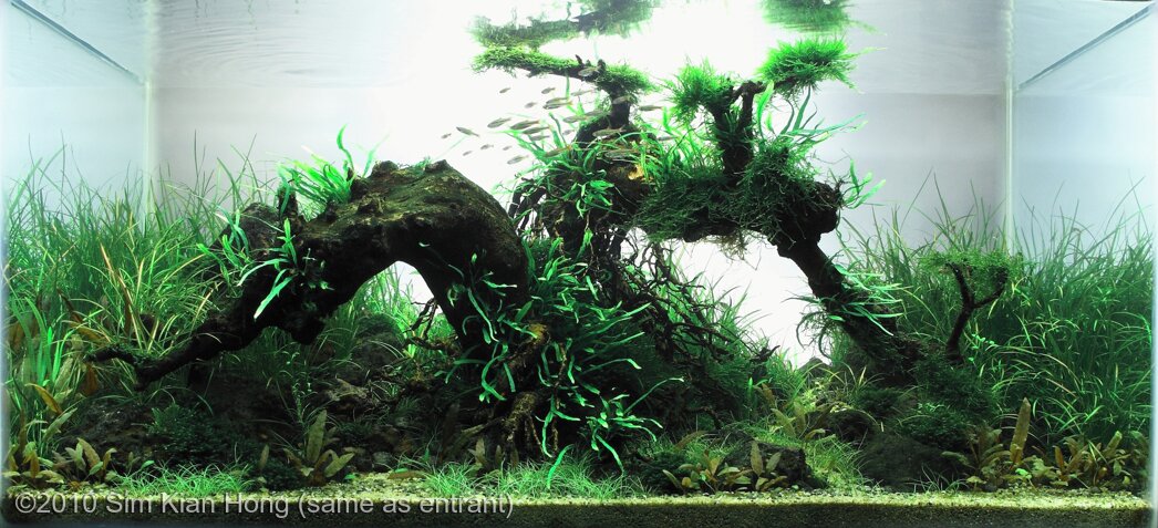 AGA 2010 Aquascaping Contest: #81