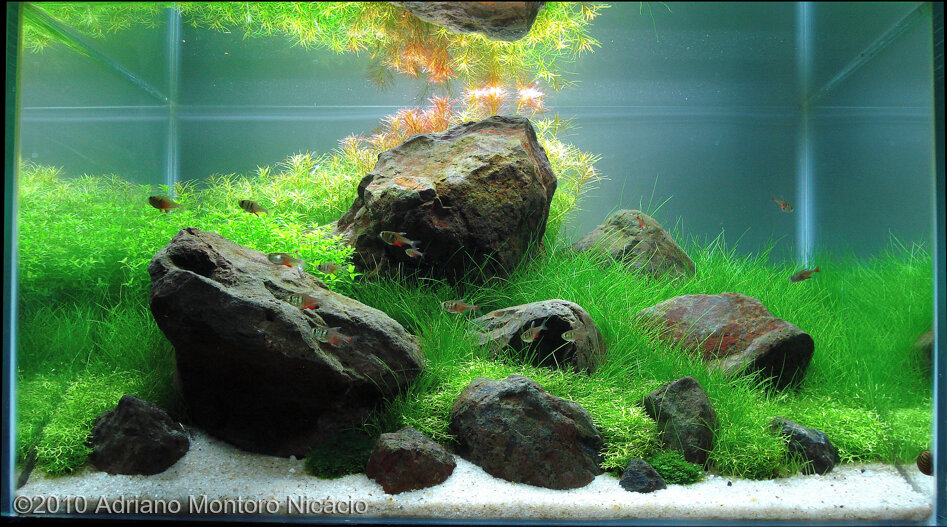 AGA 2010 Aquascaping Contest: #125