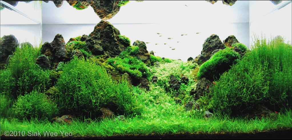 AGA 2010 Aquascaping Contest: #134